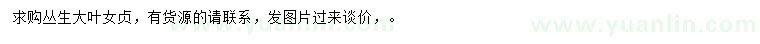求購叢生大葉女貞