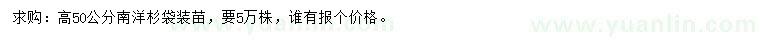 求購(gòu)高50公分南洋杉