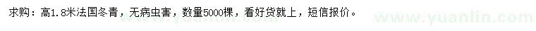 求購高1.8米法國冬青
