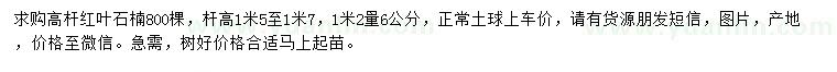 求購1.2米量6公分高桿紅葉石楠