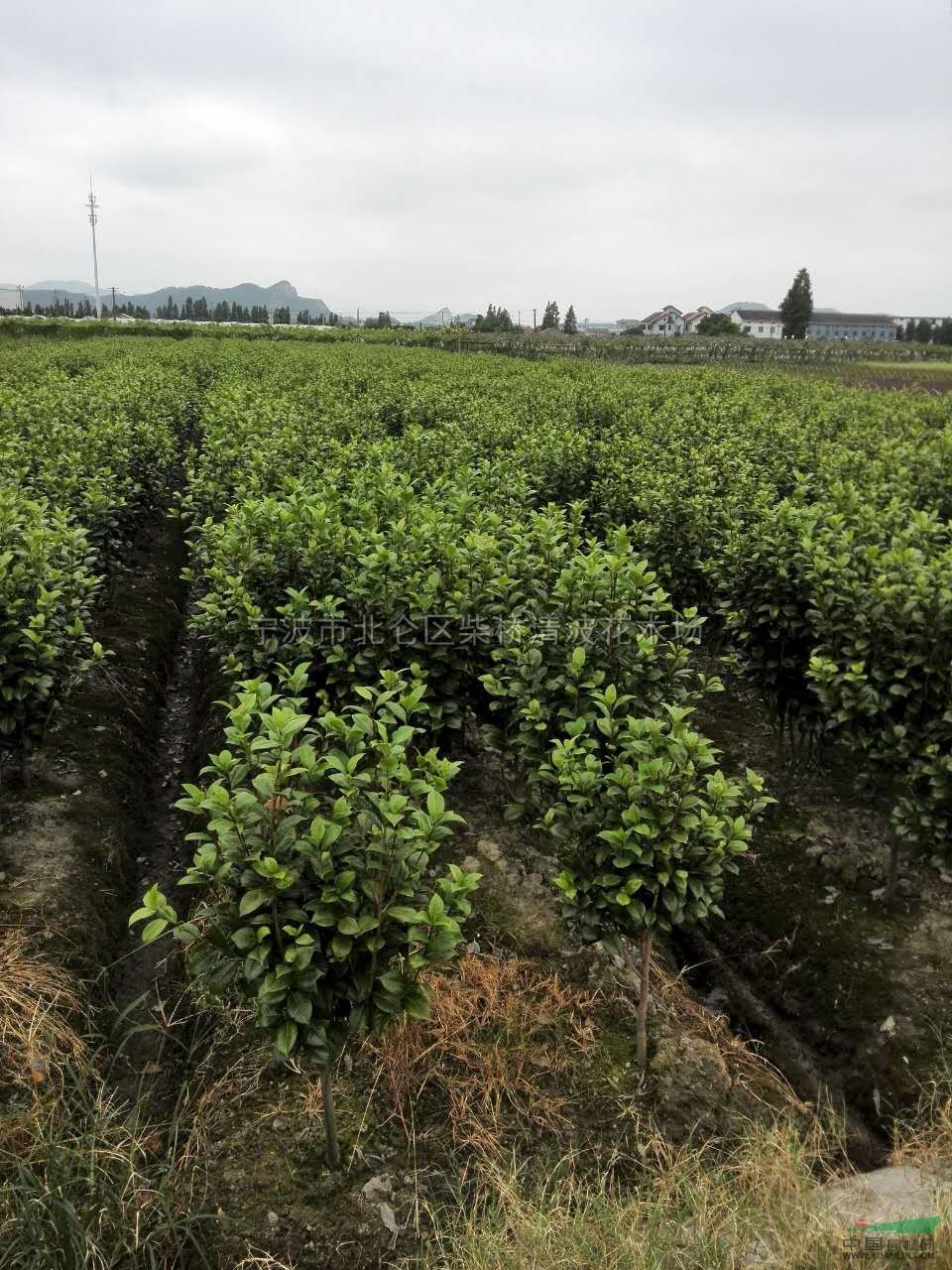 茶花最新价格/茶花报价