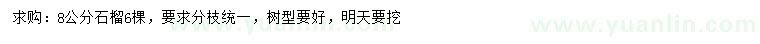求購8公分石榴樹