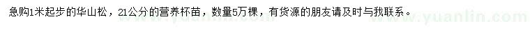 求購1米以上華山松