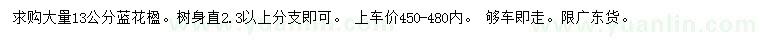 求購13公分藍花楹