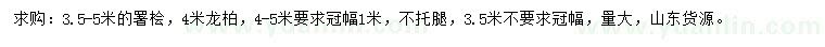 求購3.5-5米蜀檜、4米龍柏