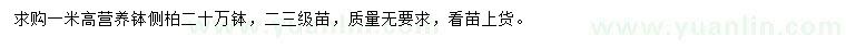 求購(gòu)高1米側(cè)柏