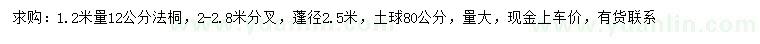 求購1.2米量12公分法桐