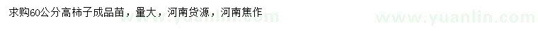 求購高60公分柿子樹