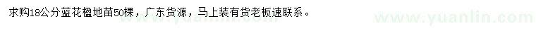 求購18公分藍花楹