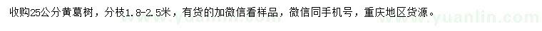 求購25公分黃葛樹