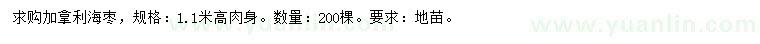 求購高1.1米加拿利海棗