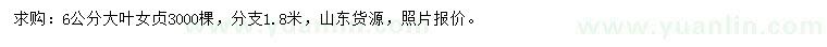 求購6公分大葉女貞