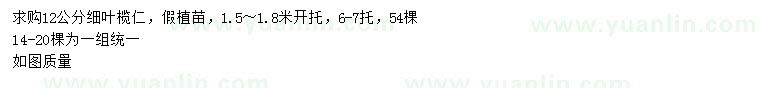 求購12公分細(xì)葉欖仁