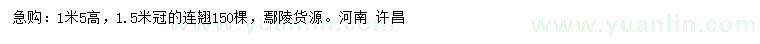 求購高1.5米連翹