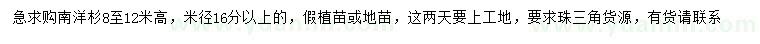 求購(gòu)米徑16公分以上南洋杉