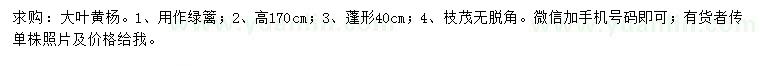求購(gòu)高170公分大葉黃楊