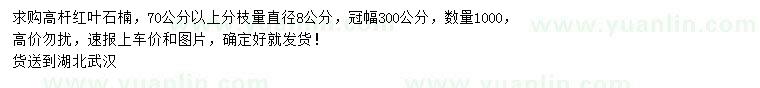 求購直徑8公分高桿紅葉石楠