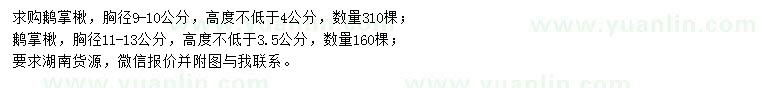 求購(gòu)胸徑9-10、11-13公分鵝掌楸