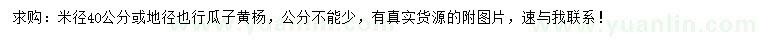 求購40公分瓜子黃楊