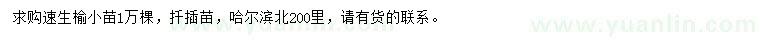 求購速生榆小苗