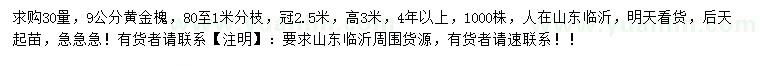 求購30量9公分黃金槐