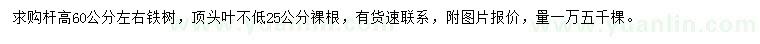 求購桿高60公分左右鐵樹