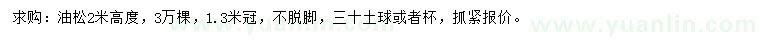 求購(gòu)高2米油松