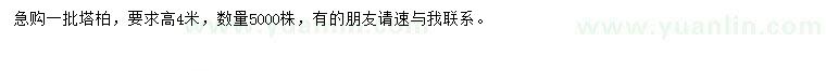 求購高4米塔柏