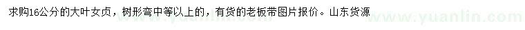求購16公分大葉女貞