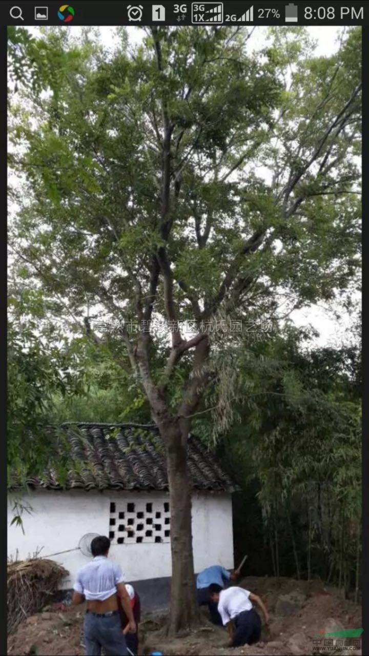 28-30公分樸樹供應(yīng)/28-30公分樸樹圖片