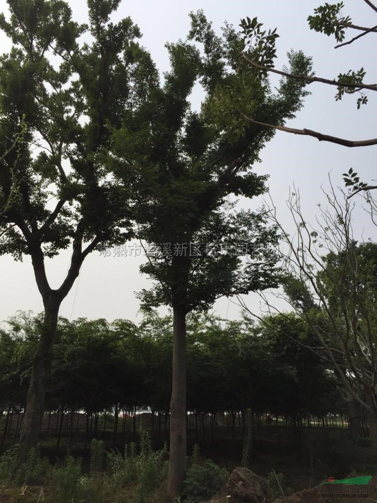35-40公分櫸樹供應(yīng)/35-40公分櫸樹圖片