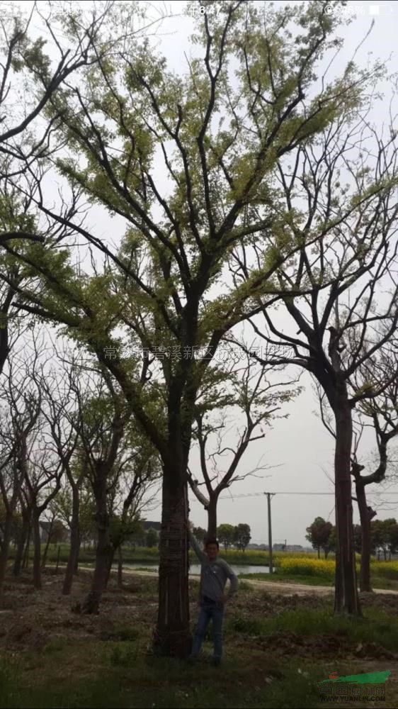 江蘇35-40公分櫸樹介紹