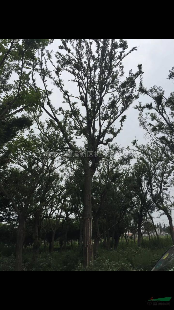 江蘇35-40公分樸樹