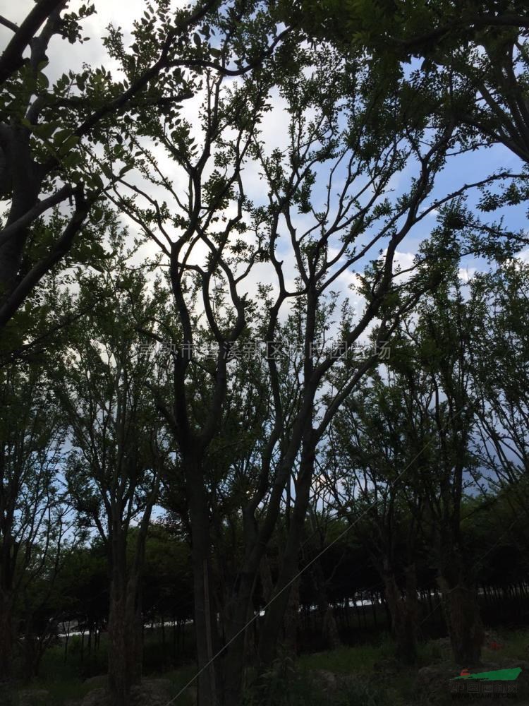 叢生樸樹行情報(bào)價(jià)\叢生樸樹圖片展示