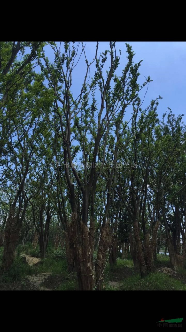 叢生樸樹圖片\叢生樸樹報(bào)價(jià)