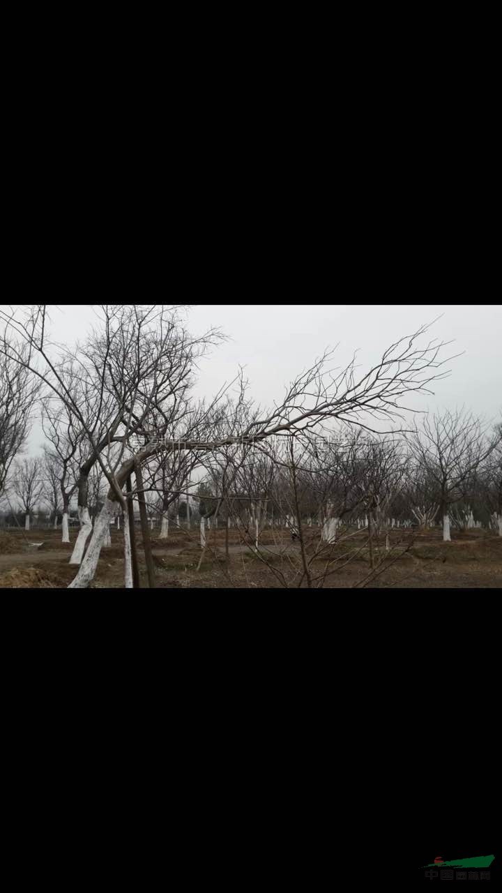 造型樸樹圖片\造型樸樹報價