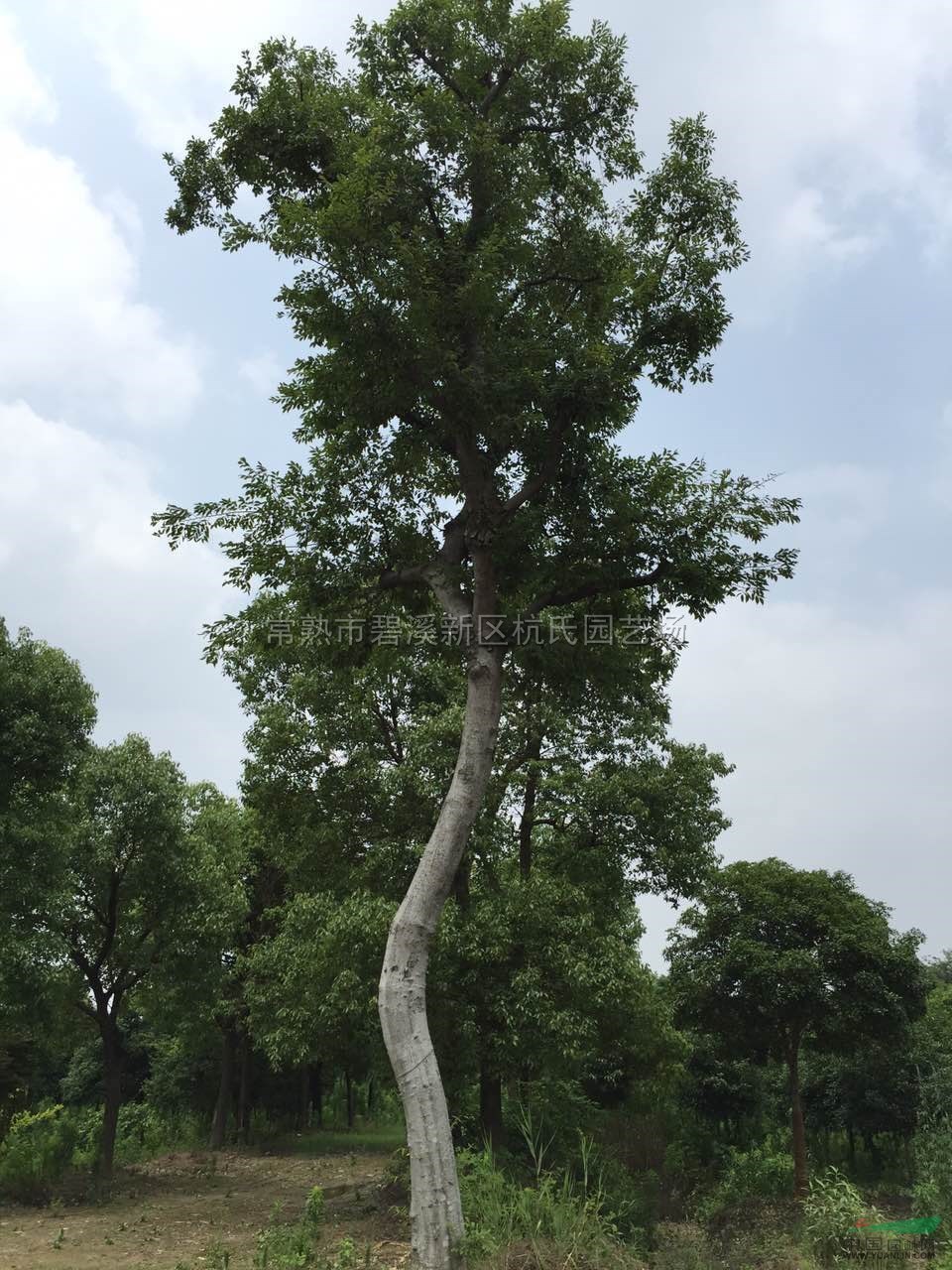造型樸樹(shù)報(bào)價(jià)/江蘇造型樸樹(shù)報(bào)價(jià)