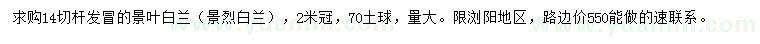 求購14公分景烈白蘭