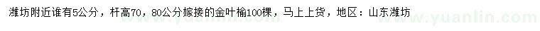 求購5公分嫁接金葉榆