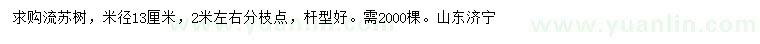 求購米徑13公分流蘇樹