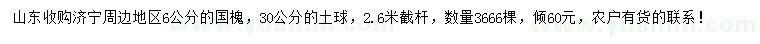 求購6公分國槐