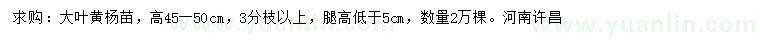 求購高45-50公分大葉黃楊