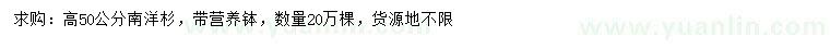 求購高50公分南洋杉