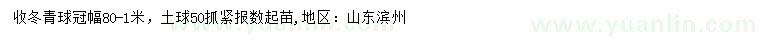 求購冠幅80-100公分冬青球