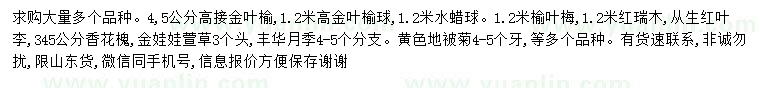 求購(gòu)高接金葉榆、金葉榆球、水蠟球等