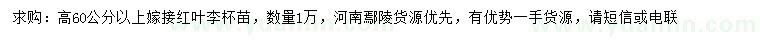 求購(gòu)高60公分以上紅葉李