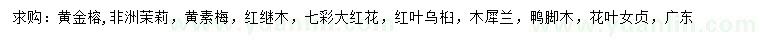 求購黃金榕、非洲茉莉、黃素梅等