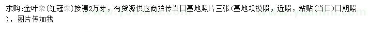 求購金葉欒接穗