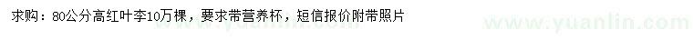 求購(gòu)高80公分紅葉李