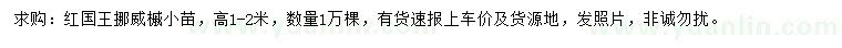 求購(gòu)紅國(guó)王挪威槭小苗